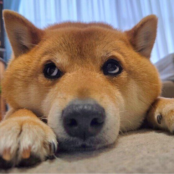 おはぎ  柴