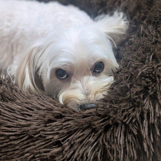 Max  Ｍｉｘ（雑種）小型犬