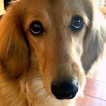 犬が「上目遣い」を見せるのはなぜ？考えられる気持ちと気をつけたいポイント