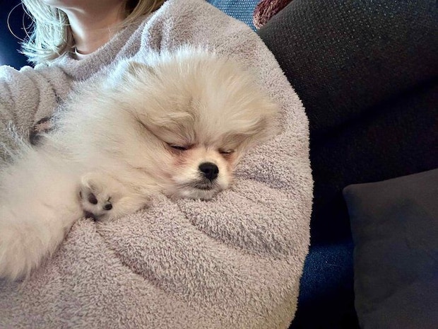 飼い主さんの抱っこで眠るまりもちゃん