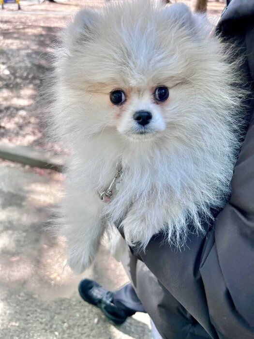 飼い主さんによると「物怖じしない性格」だというまりもちゃん