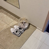 「なぜそんなところに」玄関でちんまりと座って“出待ち”をする生後3カ月のポメラニアン子犬！SNSでは「かわいい」と話題に！