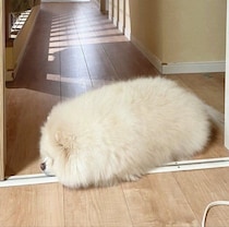 部屋の入口で寝転がるポメラニアンの姿が話題に！「アザラシ」「わたあめみたい」と大反響