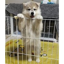 耳が垂れていた生後2カ月のハスキー子犬→半月後には両耳が立った！　短期間での変化がかわいすぎる