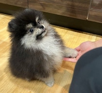 「オテ」を成功させたポメラニアンの子犬→頭に「？」が浮かぶような表情がかわいすぎ！　一生懸命な姿に家族で爆笑