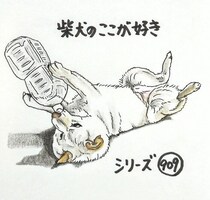 柴犬あるある、クンクンは証拠集めなとこ｜連載「ここ掘れここ柴」vol.310