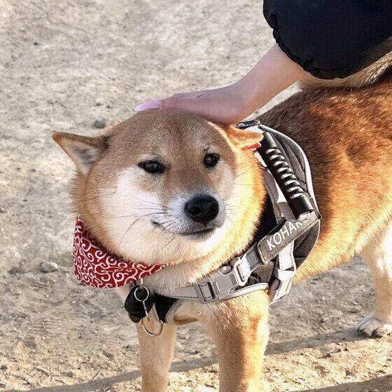 琥珀 今日も元気です!