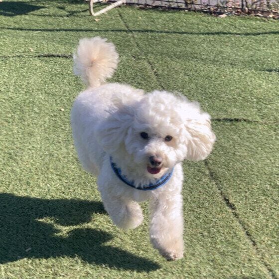 走るミックス犬