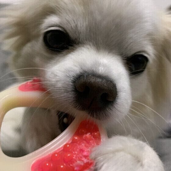 おもちゃで遊ぶミックス犬