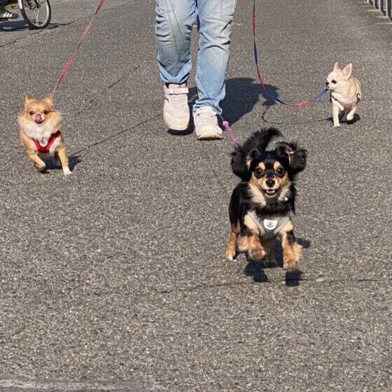 クウ Mix(雑種)小型犬 末っ子で一番元気