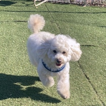 犬がマウンティングをする背景とは？オス・メスに共通する理由や向き合い方