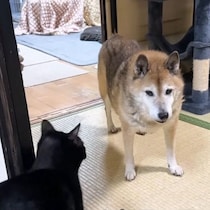 夕方になり、部屋に戻る同居猫たちを見守る柴犬！“頼りになる”様子にほっこり