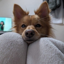犬が膝の上に乗ってくる理由とは？甘えたい気持ち以外の隠された心理