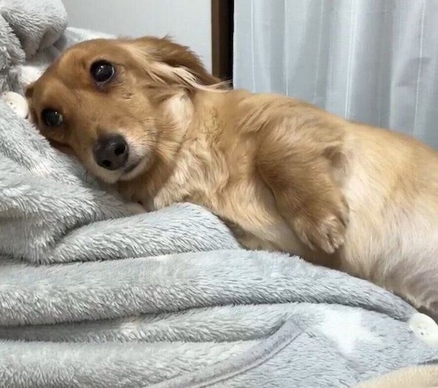 CHOCOちゃんの穏やかな表情は見ているだけで癒やされる