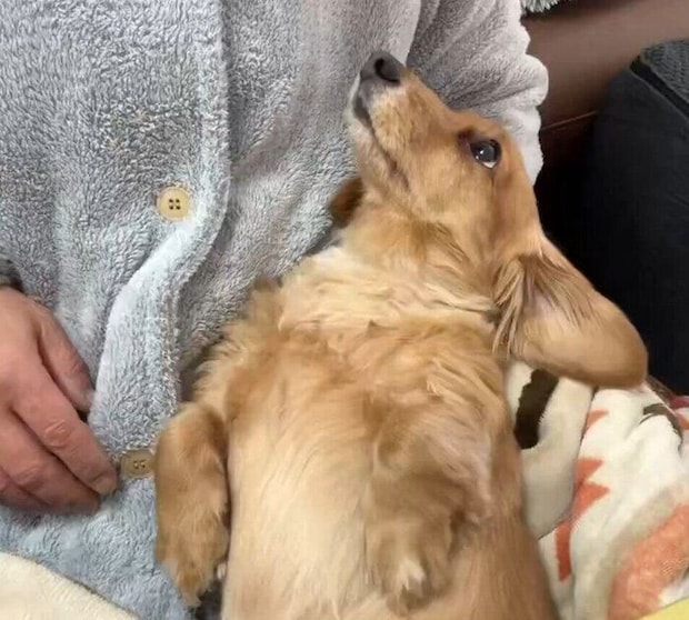 別の日に撮影された動画のひとコマ　この動画にはなんと約11万件もの「いいね」が（2026年3月30日時点）