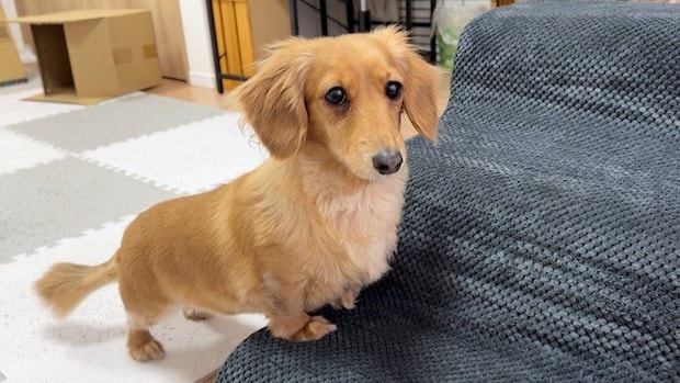 食いしん坊で、ちょっとおとなしく怖がりな一面もあるというCHOCOちゃん