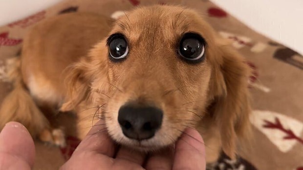 CHOCOちゃんの上目遣い　かわいくてたまらない