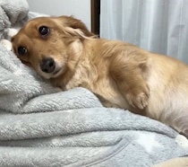 大好きなパパが帰宅して甘えるダックスフンドの“おかえりルーティン”動画が話題！ 「かわいい」「幸せの絶頂」などの声も