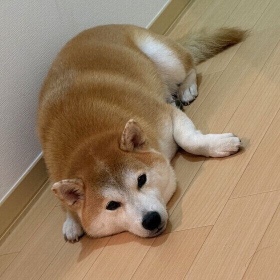 ペーちゃん  柴　ふてくされたれ。 ぷう