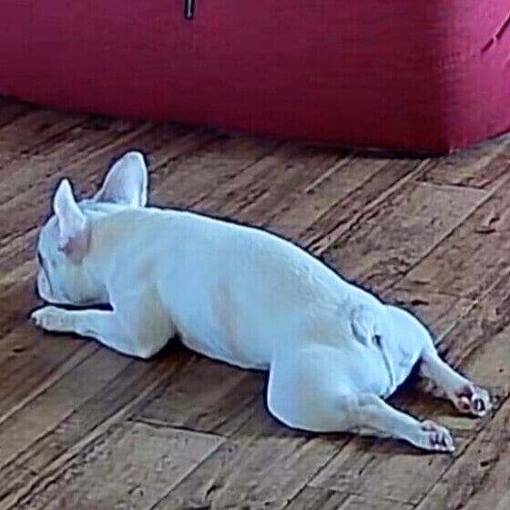   はな  フレンチ・ブルドッグ