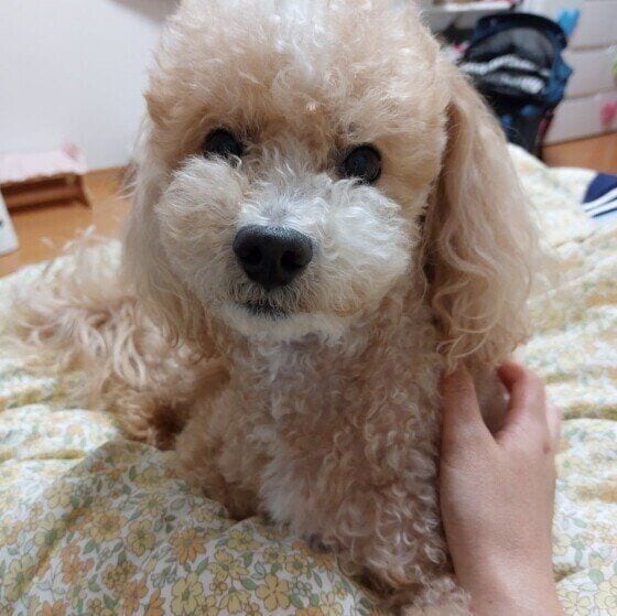 ハービー  トイ・プードル　なでなでの時間