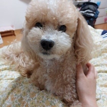 ひとりは苦手？犬が「ひとりぼっちが寂しい」と感じるときのサイン