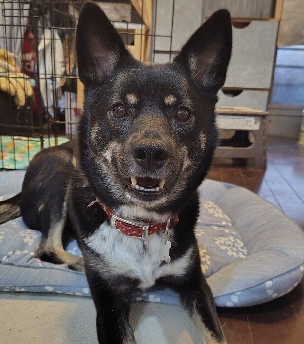 カメラに向かって笑顔を見せるステラちゃん