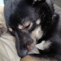 「元気でわが家に合っている」初対面で元気いっぱいだった保護犬　今では家族のムードメーカーに