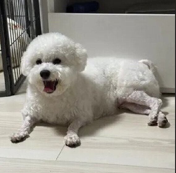 1才4カ月のビションフリーゼ