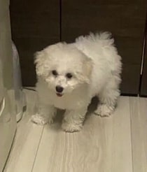 散歩でうまく歩けなかった生後4カ月のふわふわな子犬→「散歩行く？」の言葉に大はしゃぎするコに成長！飼い主さんにとって「かけがえのない家族」に