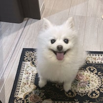 飼い主さんを玄関で待つ犬はどれくらい？アンケート＆獣医師解説