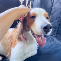 犬が「撫でてほしい」と思っているサインとは？愛犬をもっと喜ばせる触り方