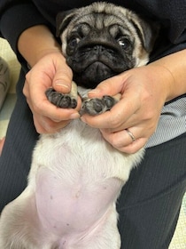 まんまるお腹がかわいすぎる！生後3カ月のパグ子犬は約2年後、元気で食いしん坊なコに成長！家族にとって「かけがえのない存在」に