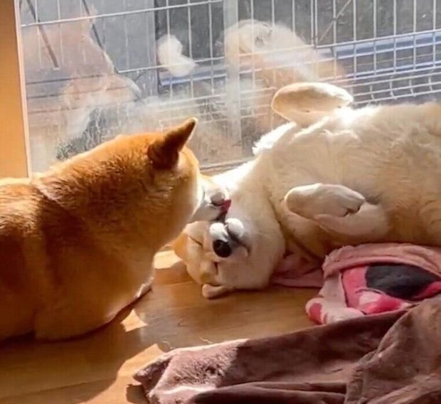 福くんの顔をなめる禄くん