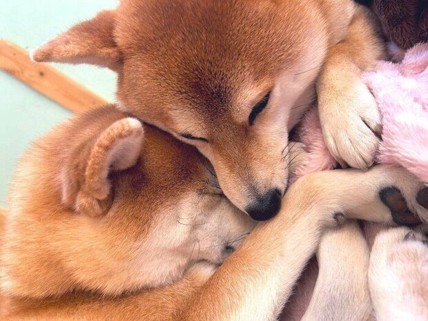 くっつく2頭