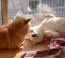 ヘソ天で寝る兄犬の顔をなめる弟犬　ケンカしても「結局仲良し」な柴犬コンビがかわいすぎる！