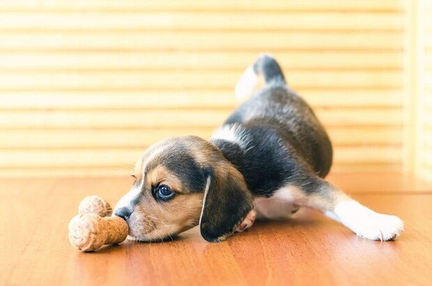 家の中で遊ぶ子犬