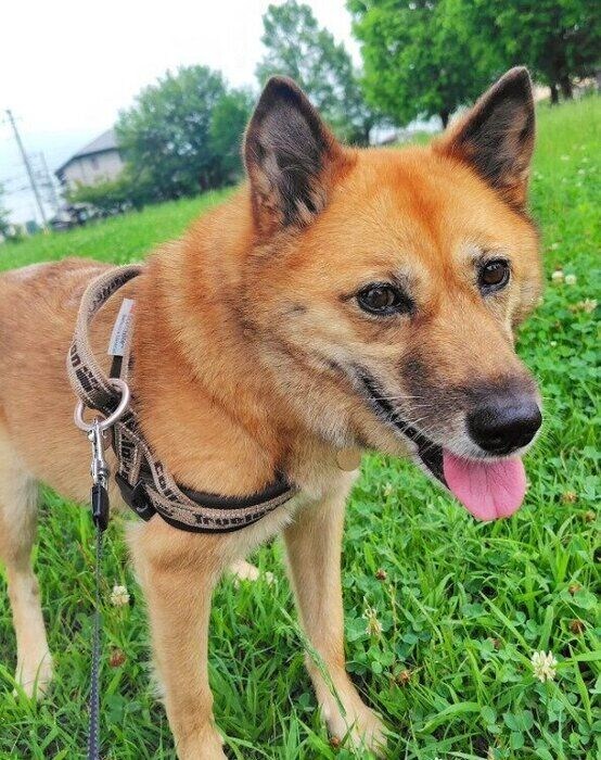 お散歩中の犬