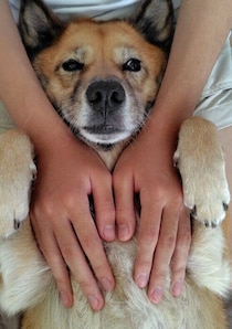 警戒心が強く、なでられるのも苦手だった元保護犬→今では人が大好きに！爪切りもできるまでに成長し、飼い主さんにとって“相棒のような存在”に