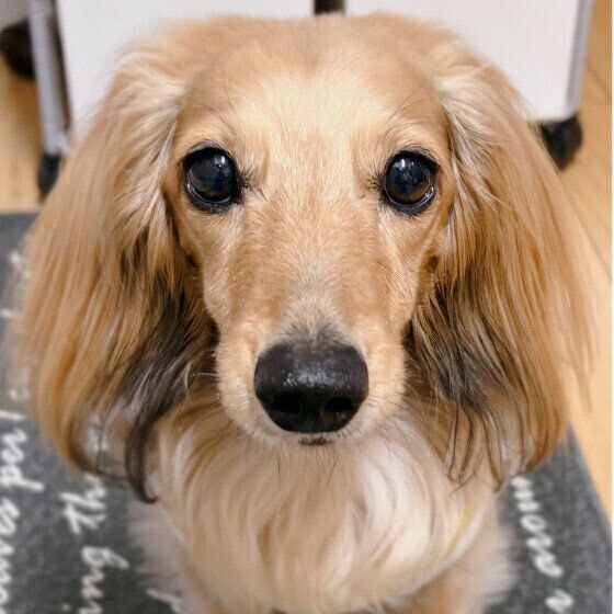 はな  ミニチュア・ダックスフンド