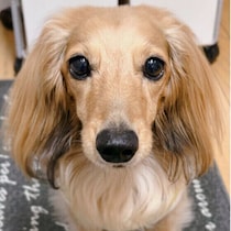 何もせず見つめてくる犬、もしかして意味がある？じっと見る理由とは