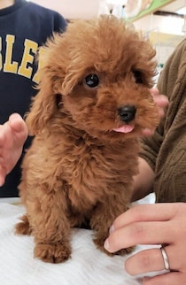 「心配ごともあった」生後2カ月のトイプー子犬を迎えて→すくすく元気に成長！今では“我が家の癒し担当”に