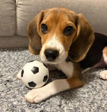 「何があっても幸せにする」と迎えたビーグルの子犬　生後8カ月の現在、人と犬が大好きなパワフルなコに成長中！