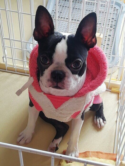 生後8カ月の犬