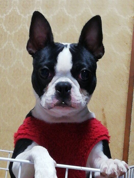 寝起きの犬