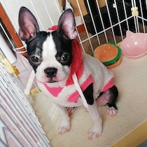 お散歩が苦手だった生後5カ月のボストンテリア子犬→3カ月後、少しずつ歩けるように成長！今では“宝物のような、我が子のような存在”に