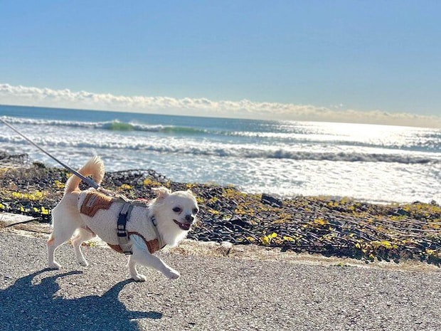 楽しそうにお散歩するはるくん