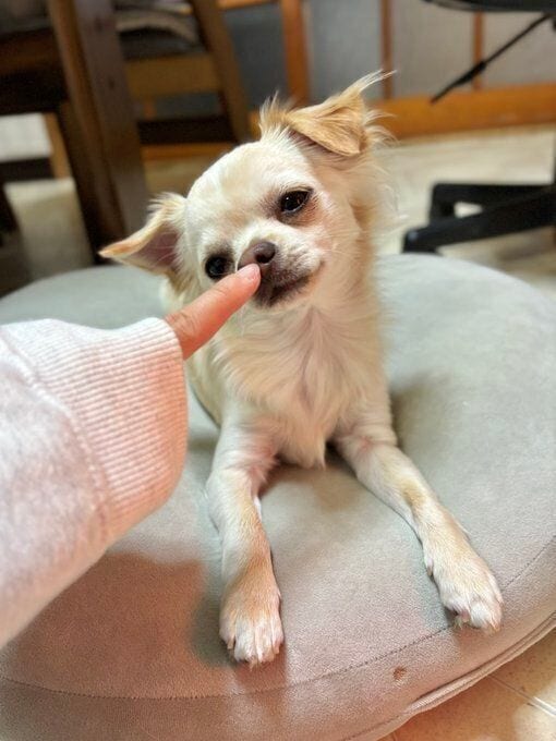 飼い主さんの指を見つめるはるくん