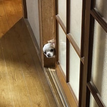 「どこに行くの？」お風呂に行く飼い主さんを見つめるチワワの表情がたまらなくかわいい　ふだんの愛らしい様子にもキュン