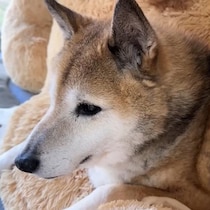 もはや日課？大好きな同居猫たちの様子を毎日見守る柴犬にほっこり